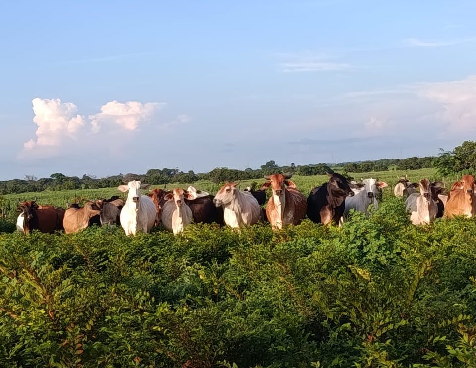 ecoturismo en venezuela llanos venezolanos