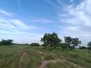 llanos venezolanos ecoturismo venezolano